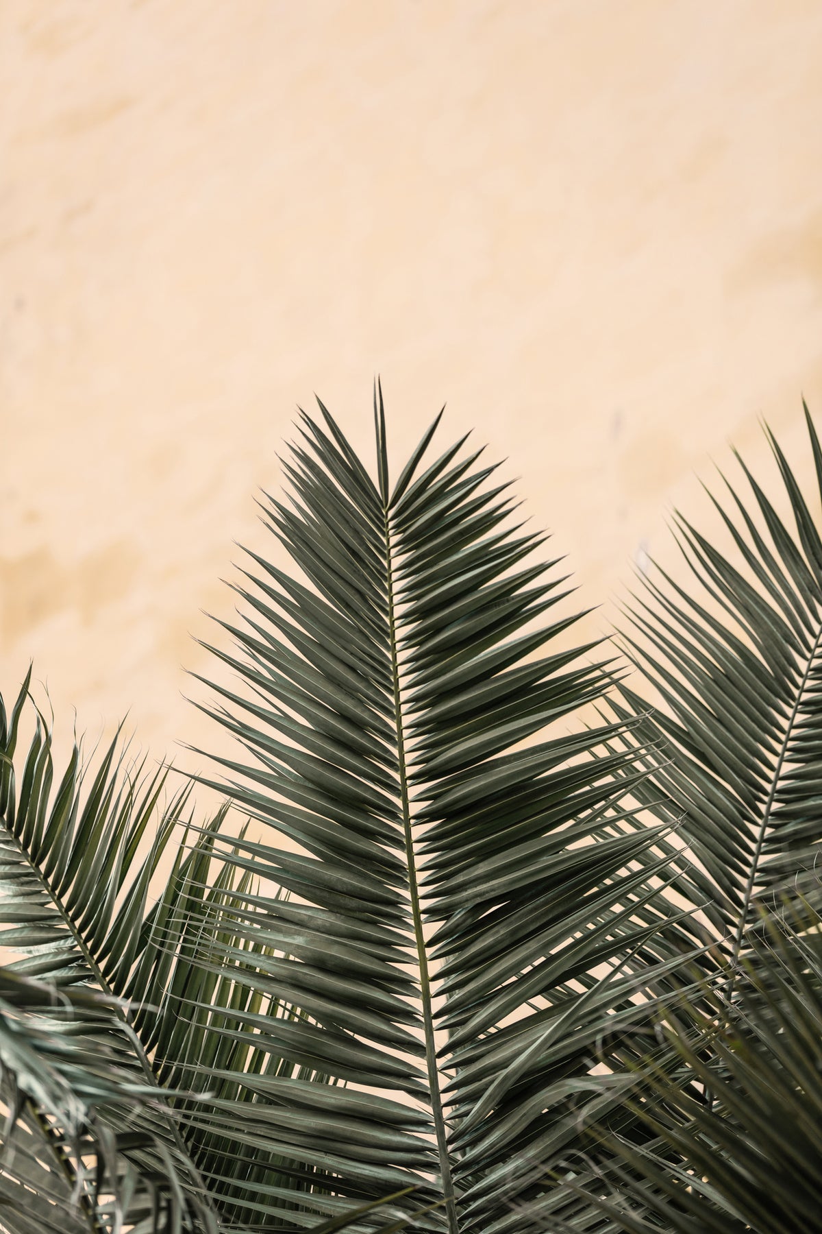 framedposter-print-palm-leaves-and-wall-1