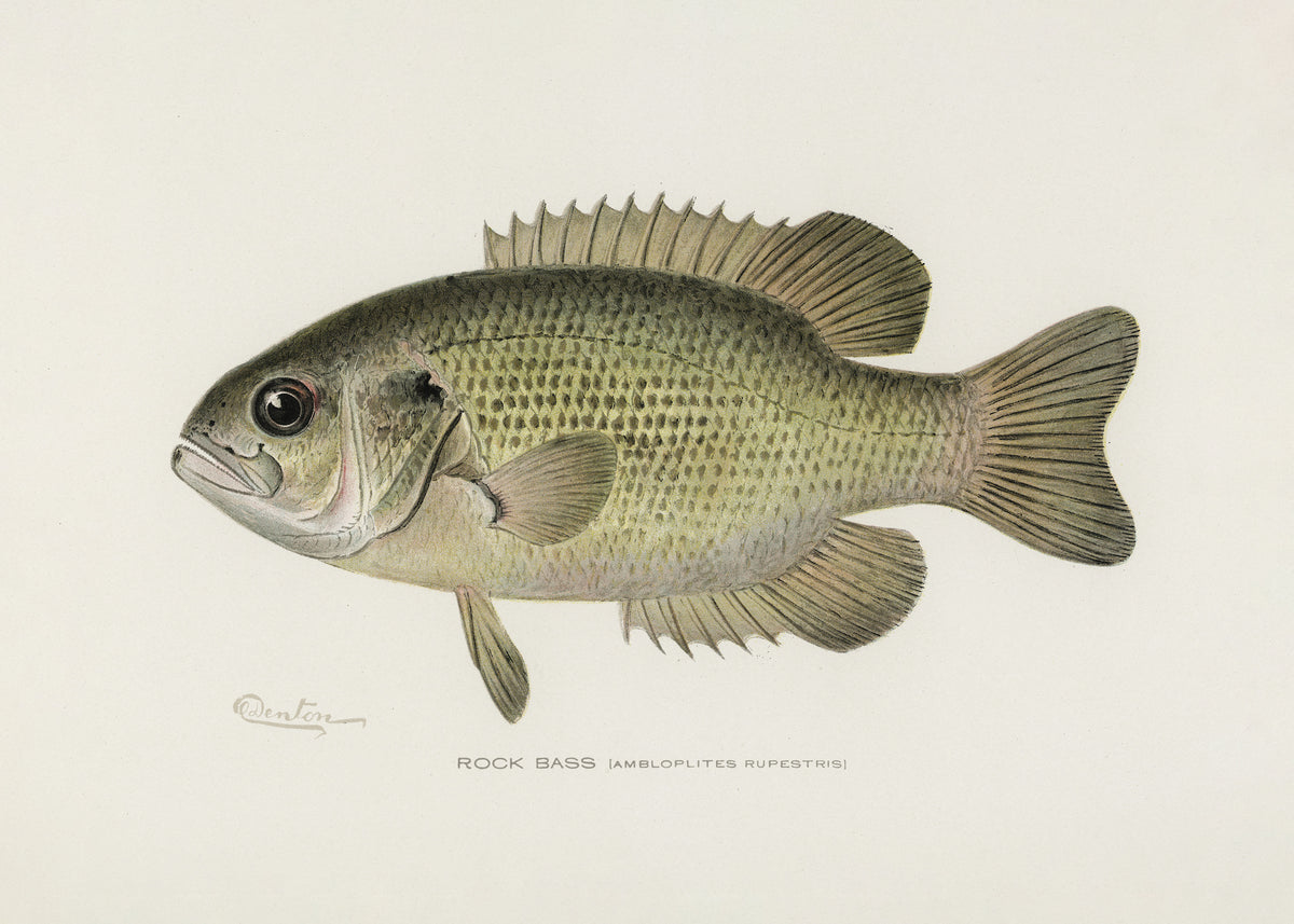 poster-print-rock-bass-ambloplites-rupestris-by-sherman-f-denton-1856-1937
