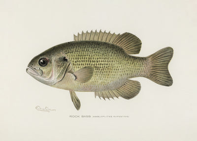 poster-print-rock-bass-ambloplites-rupestris-by-sherman-f-denton-1856-1937