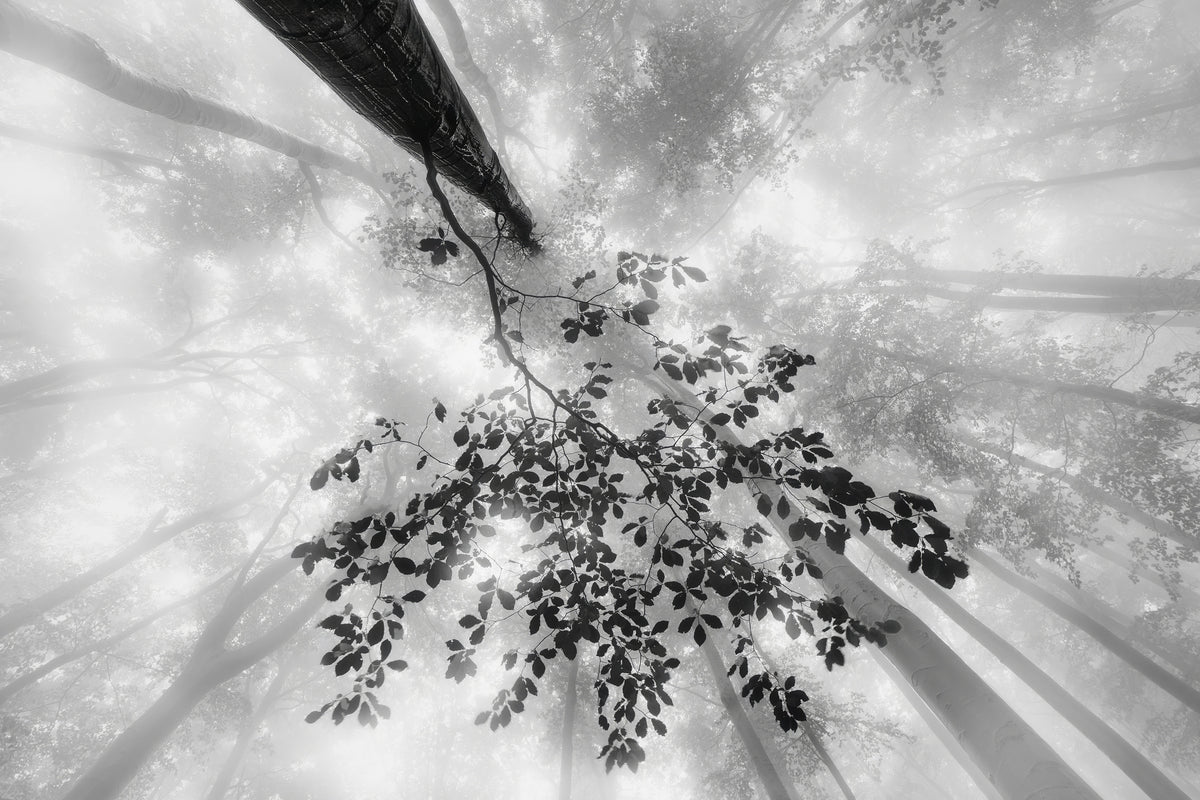 3-piece-canvas-print-the-power-of-the-forest