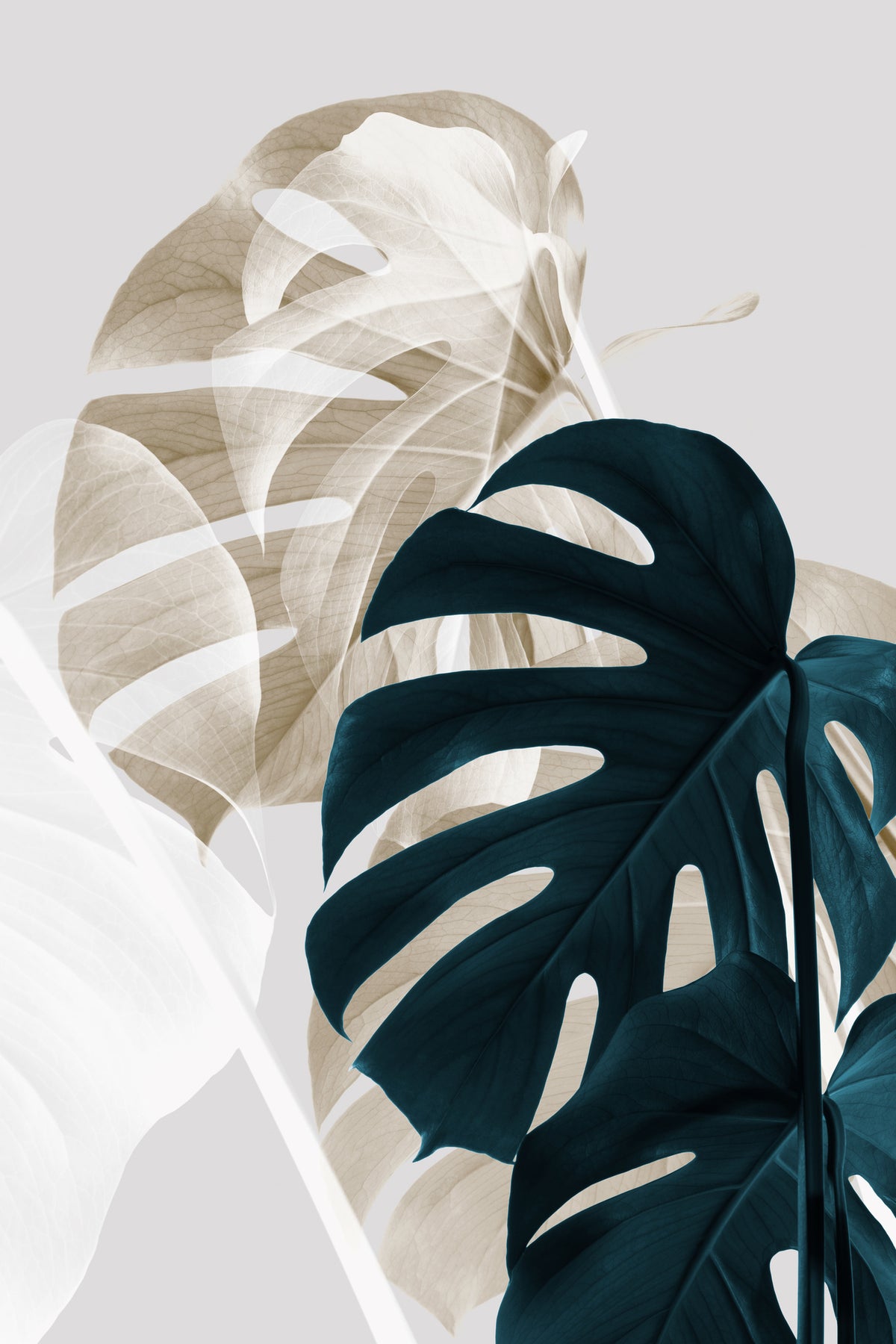 canvas-print-monstera-creative-05