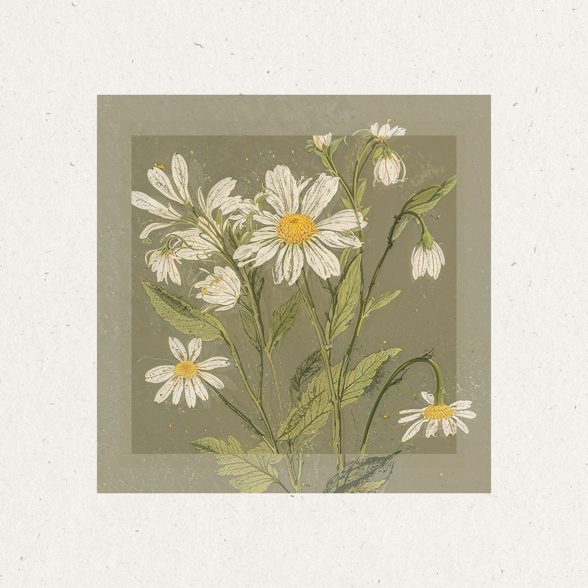 aluminium-print-daisy-elegance
