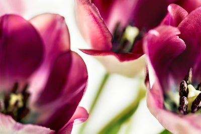 poster-print-tulip-iv