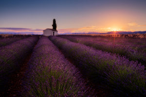 aluminium-print-provence-lavender-x
