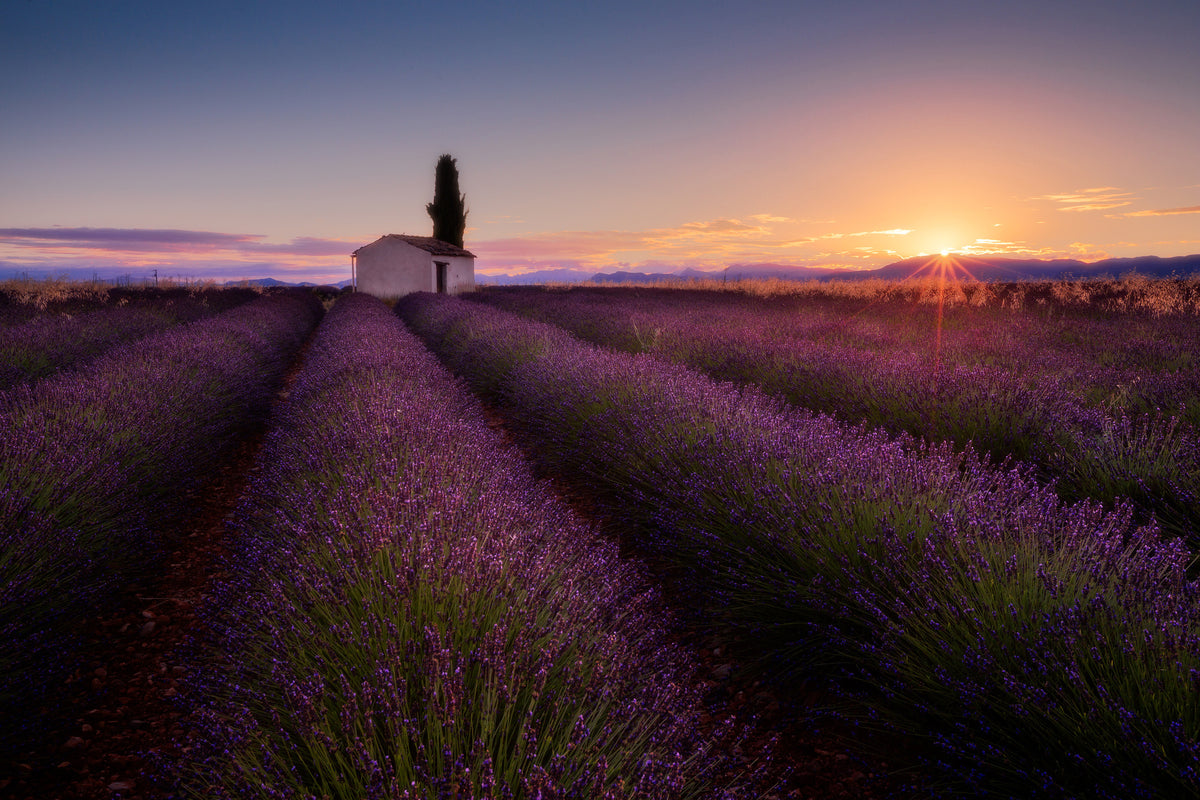aluminium-print-provence-lavender-x