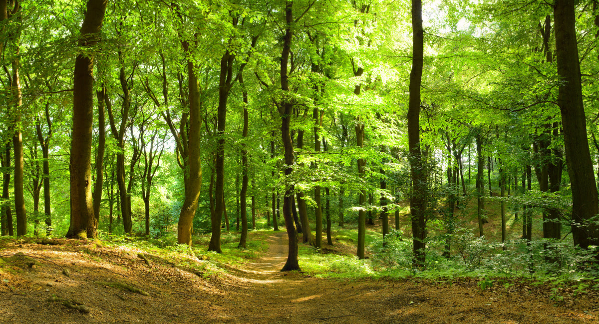 poster-print-waldweg-im-sommer