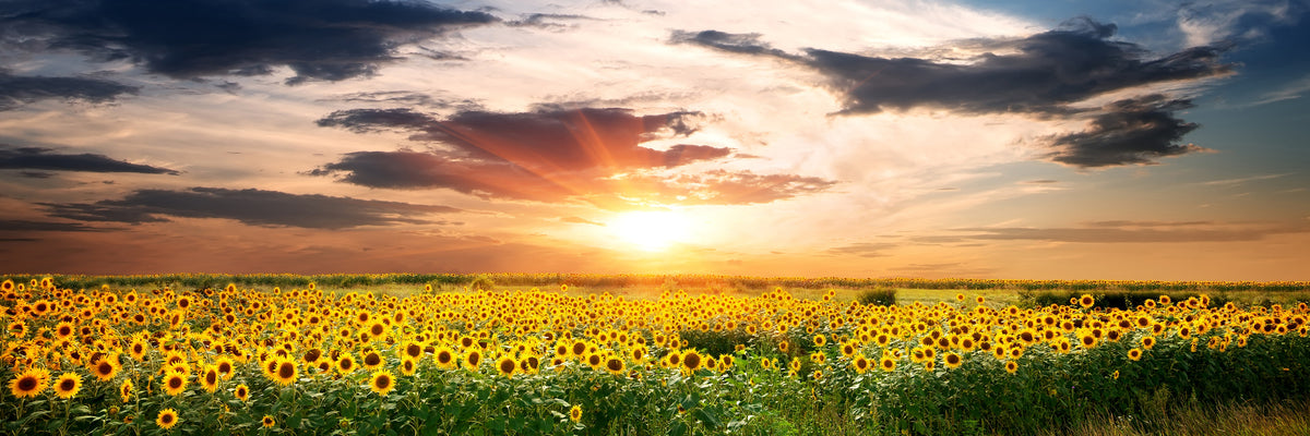 panoramic-canvas-print-a-field-of-sunflowers-panorama
