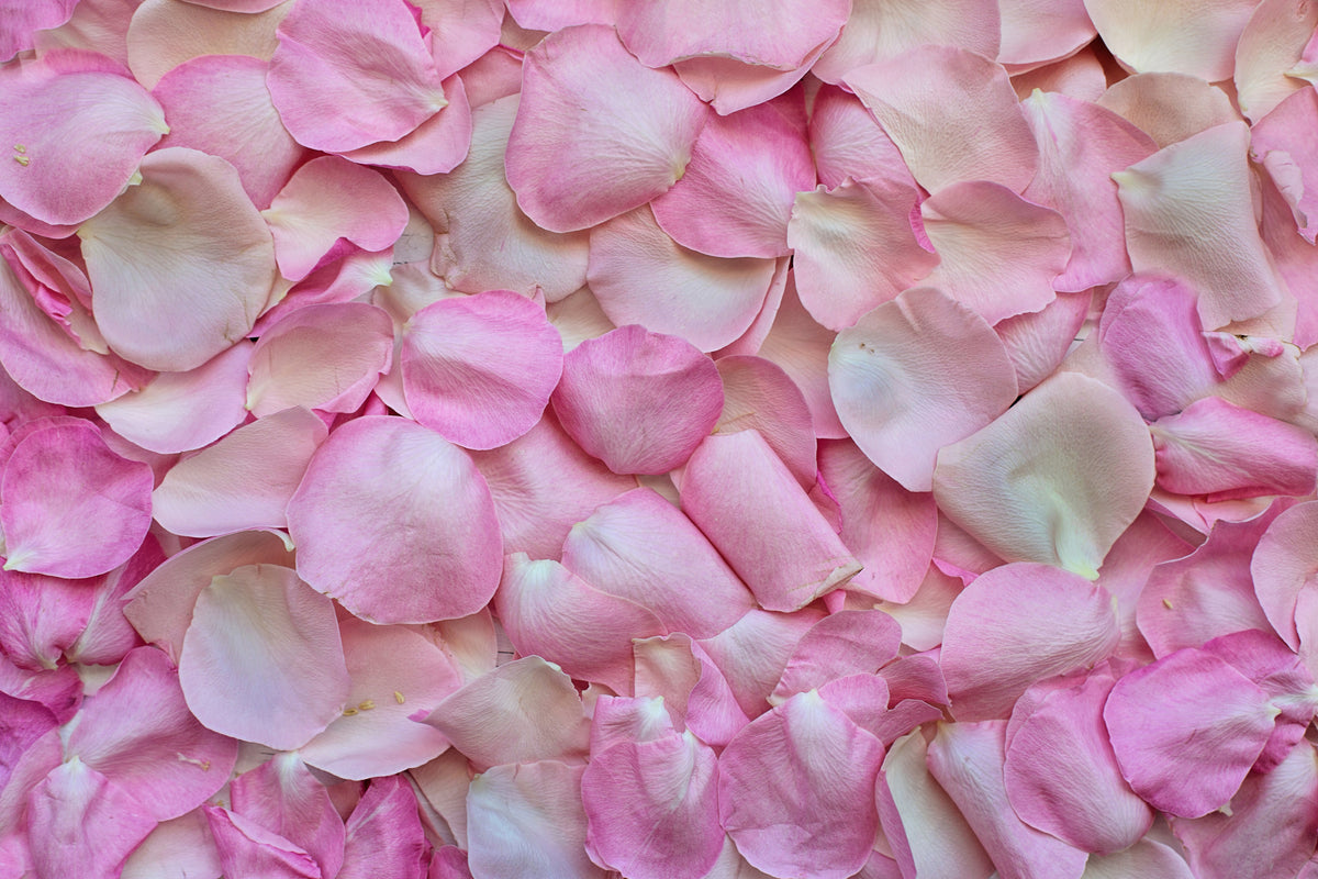 3-piece-canvas-print-rose-petals-in-pink-ii