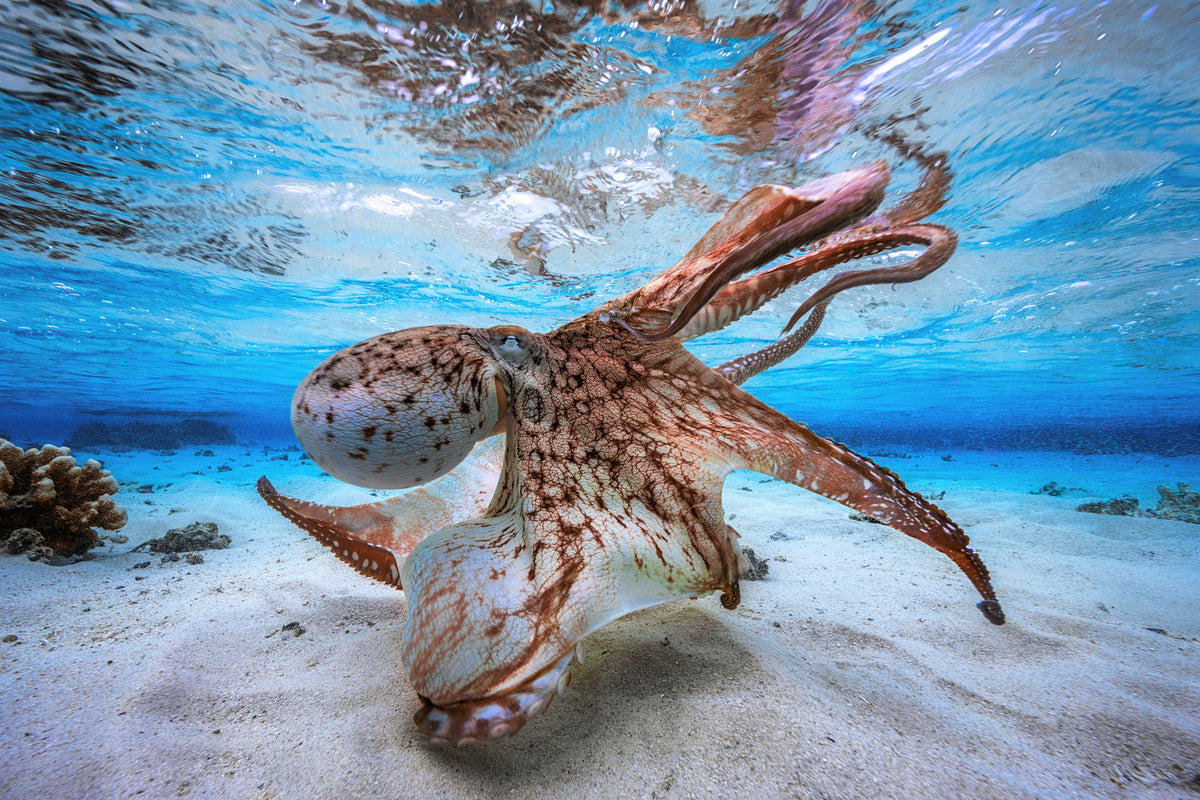 framedposter-print-dancing-octopus