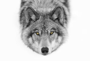 poster-print-yellow-eyes-timber-wolf