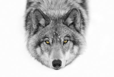 poster-print-yellow-eyes-timber-wolf