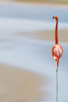 canvas-print-red-flamingo