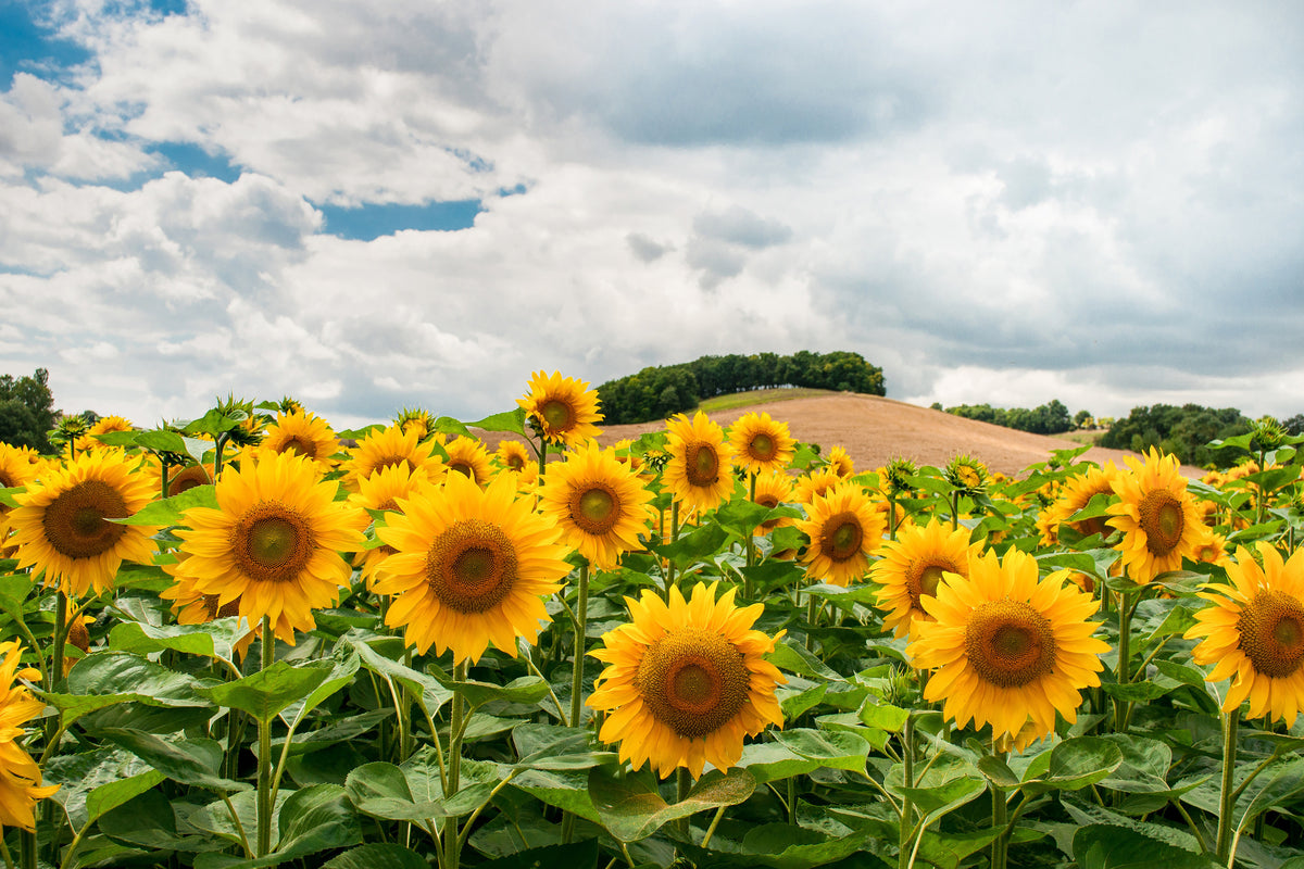 framedcanvas-print-landscape-with-sunflowers