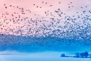 aluminium-print-flying-in-the-fogging-morning