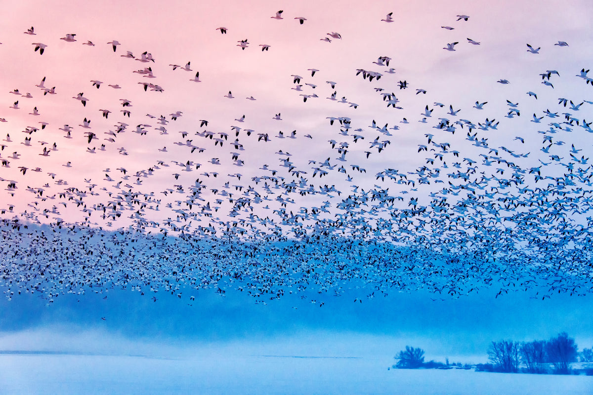 aluminium-print-flying-in-the-fogging-morning