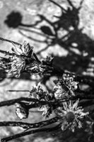 acrylic-print-petals-in-shadowsjpg