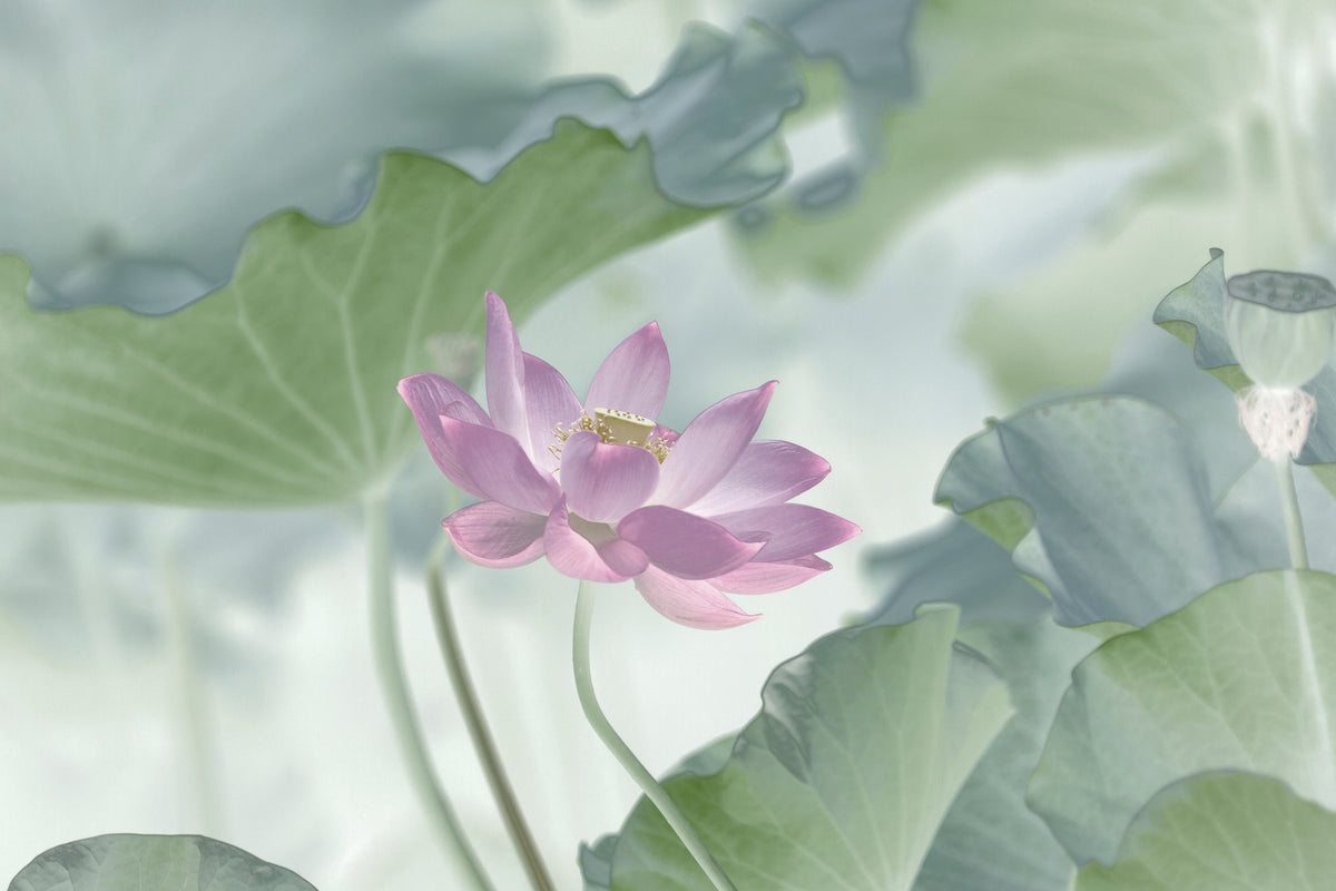 framedposter-print-lotus-x