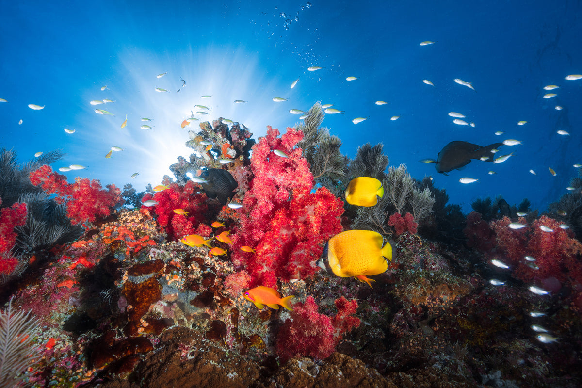 3-piece-canvas-print-reef-life