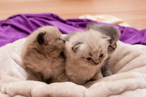 canvas-print-kitten-trio-to-fall-in-love