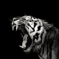 canvas-print-primal-yawn-4-x