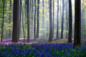 aluminium-print-bluebells