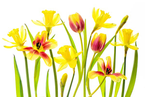 acrylic-print-vibrant-spring-x