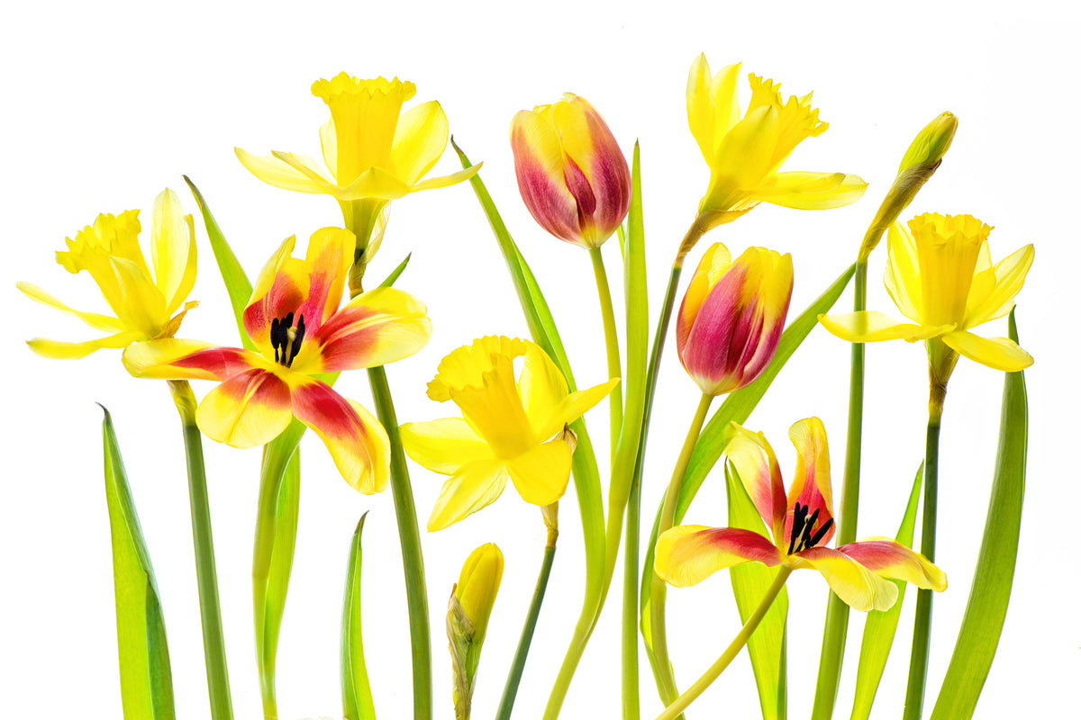 acrylic-print-vibrant-spring-x