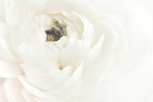 canvas-print-white-flower-02