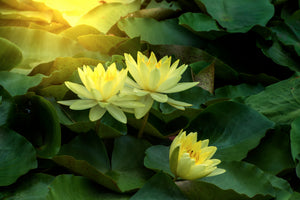 modern-3-piece-acrylic-print-wild-lotus