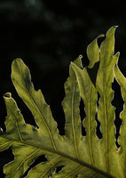 canvas-print-leafy-silhouette