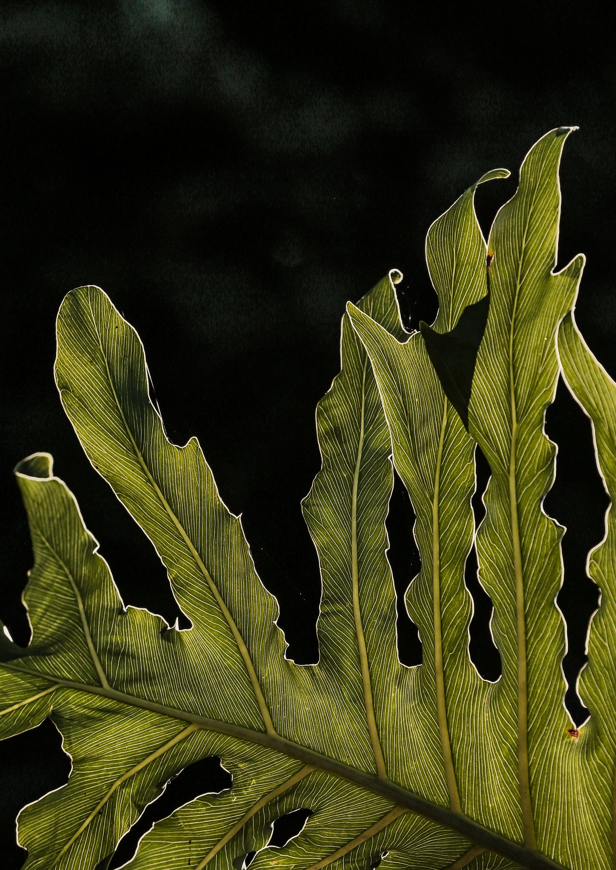 canvas-print-leafy-silhouette