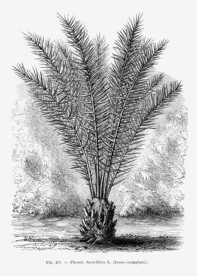 poster-print-vintage-palm-tree-drawing-xiii