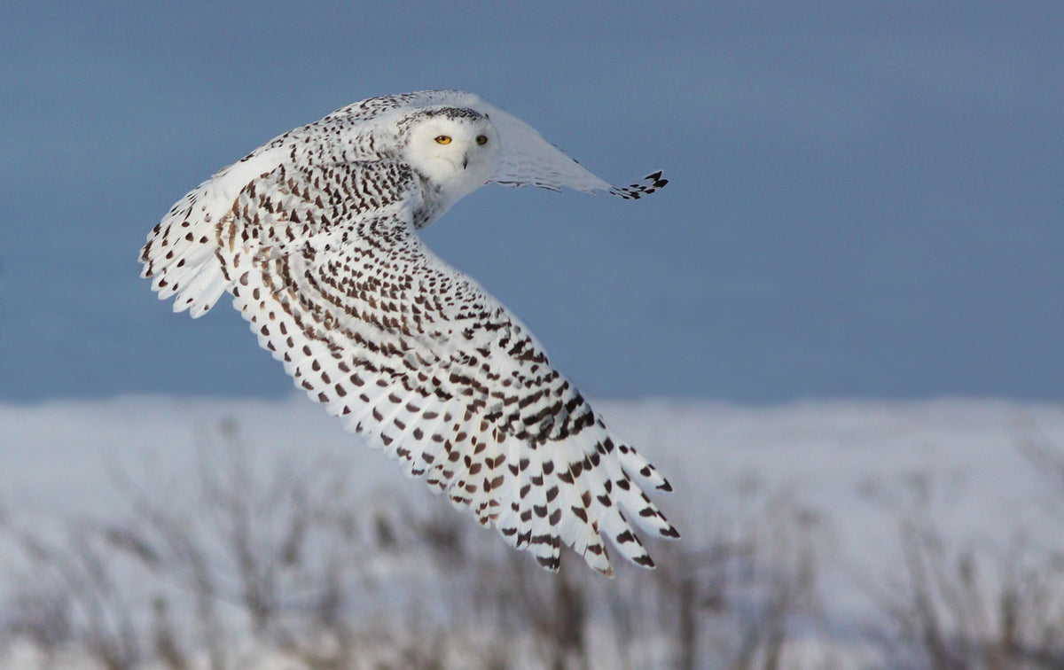 3-piece-canvas-print-snowy-owl