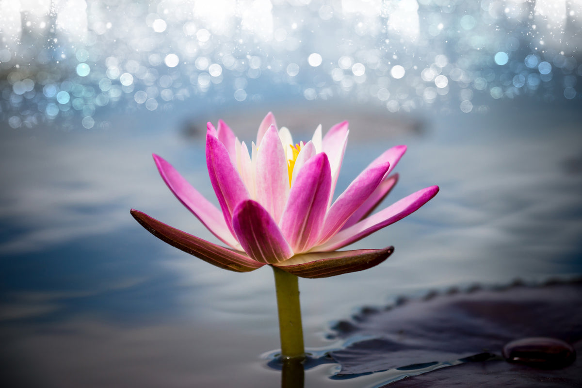 canvas-print-lotus-in-the-morning-dew