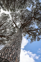 canvas-print-tallwood-02