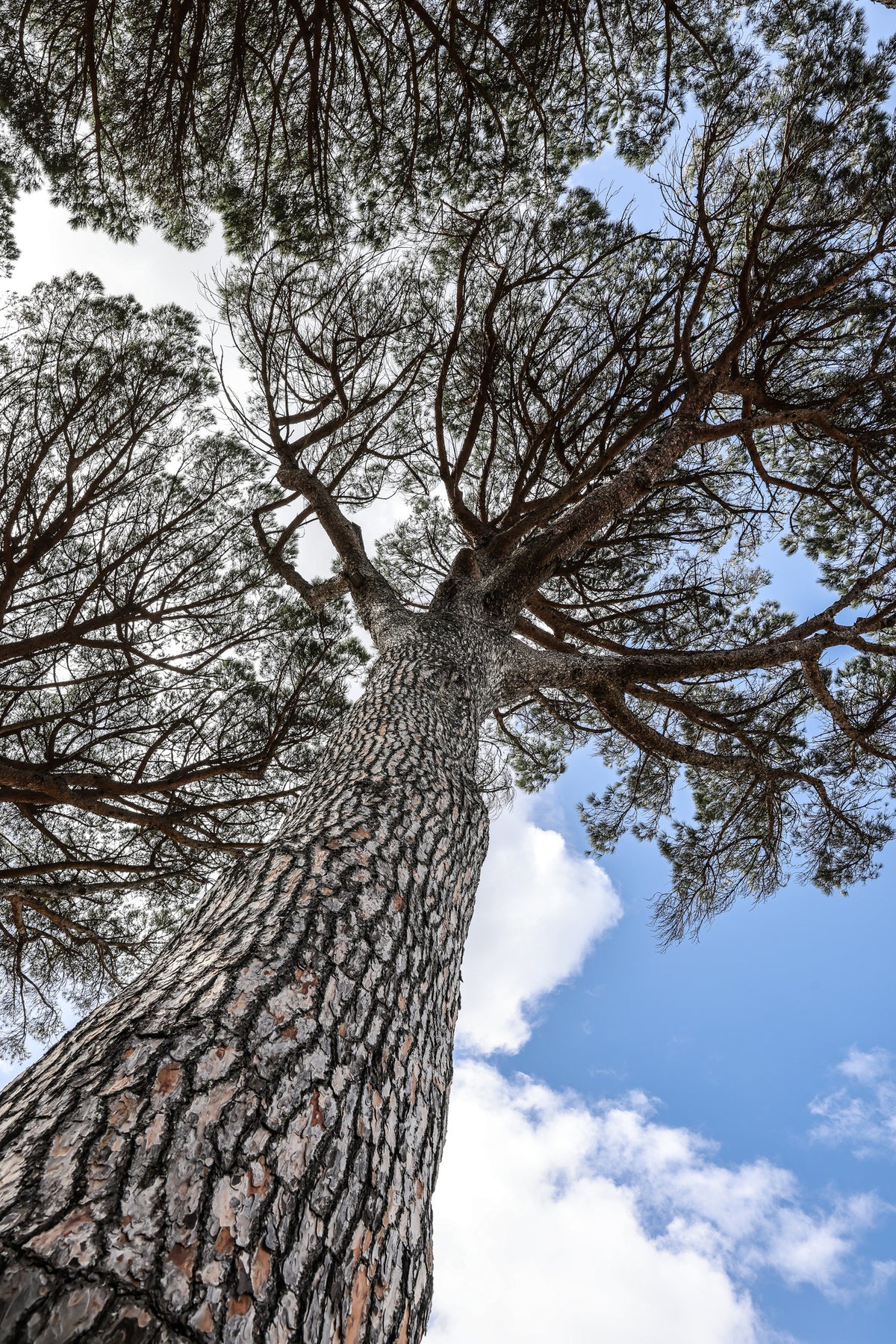 canvas-print-tallwood-02