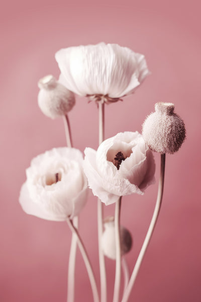 poster-print-soft-blooming-poppies