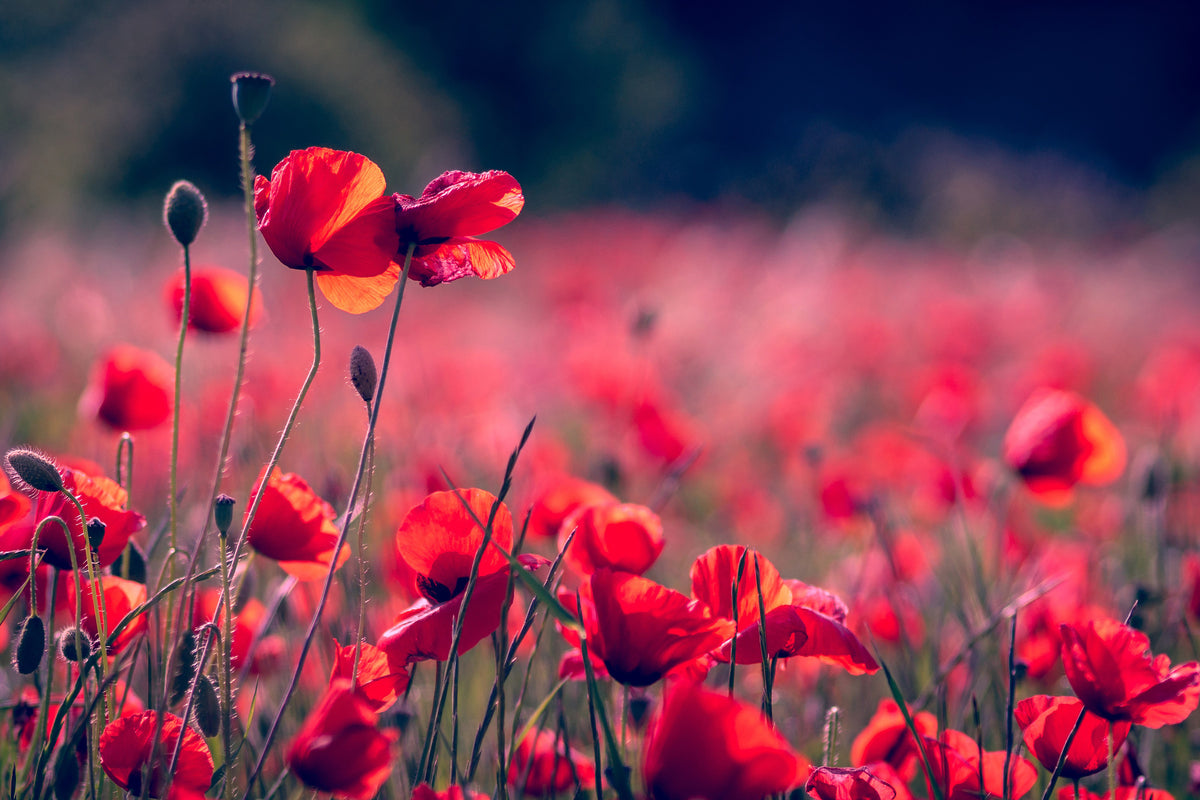 aluminium-print-in-the-poppy-field