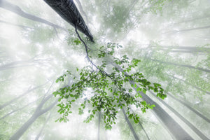 3-piece-canvas-print-the-life-of-the-forest