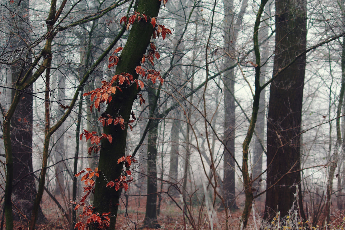 3-piece-canvas-print-autumn-winter
