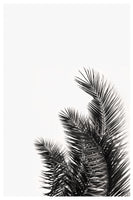 framedcanvas-print-palm-whisper