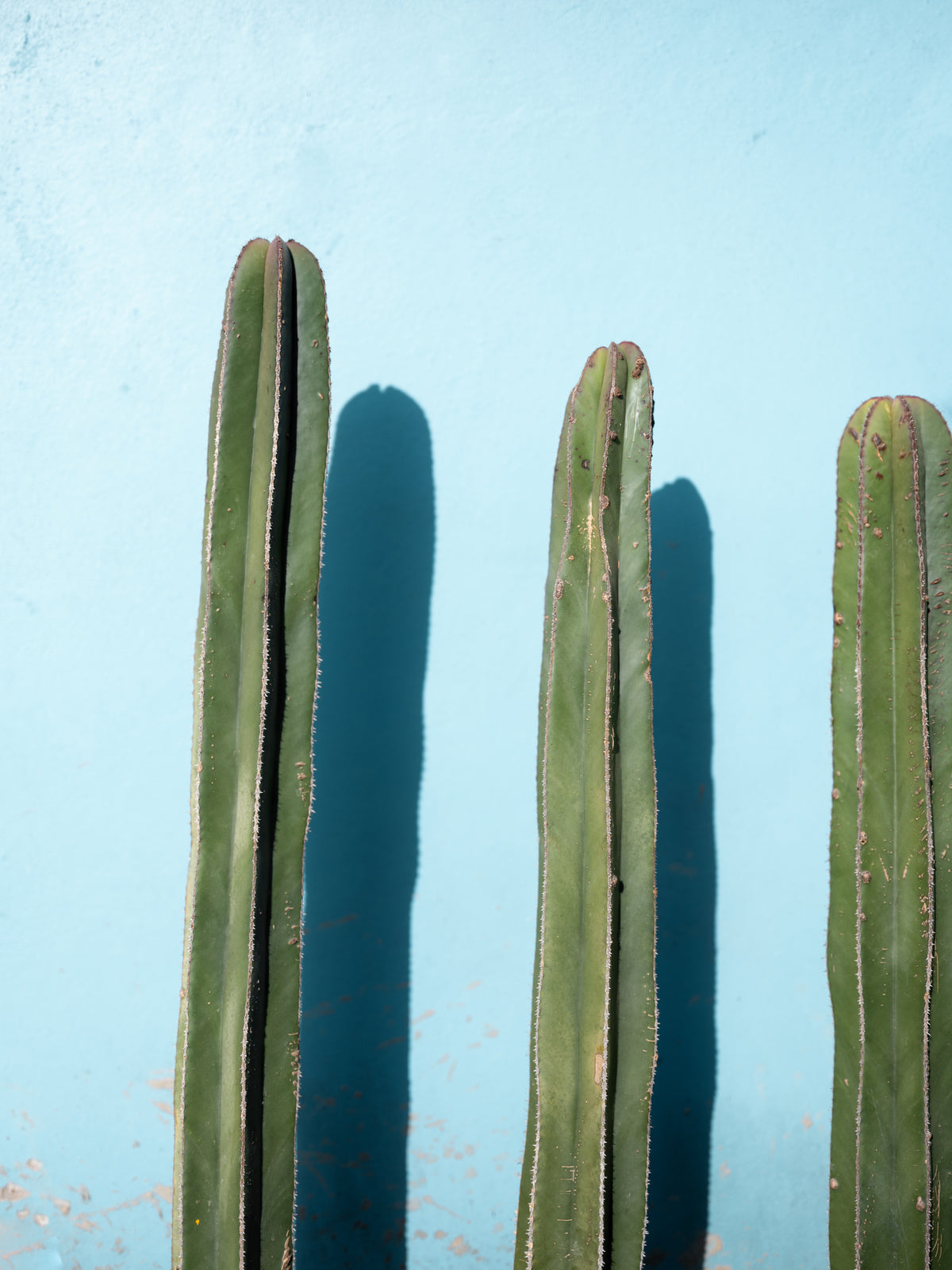 acrylic-print-cacti-on-light-blue-oaxaca-mexico