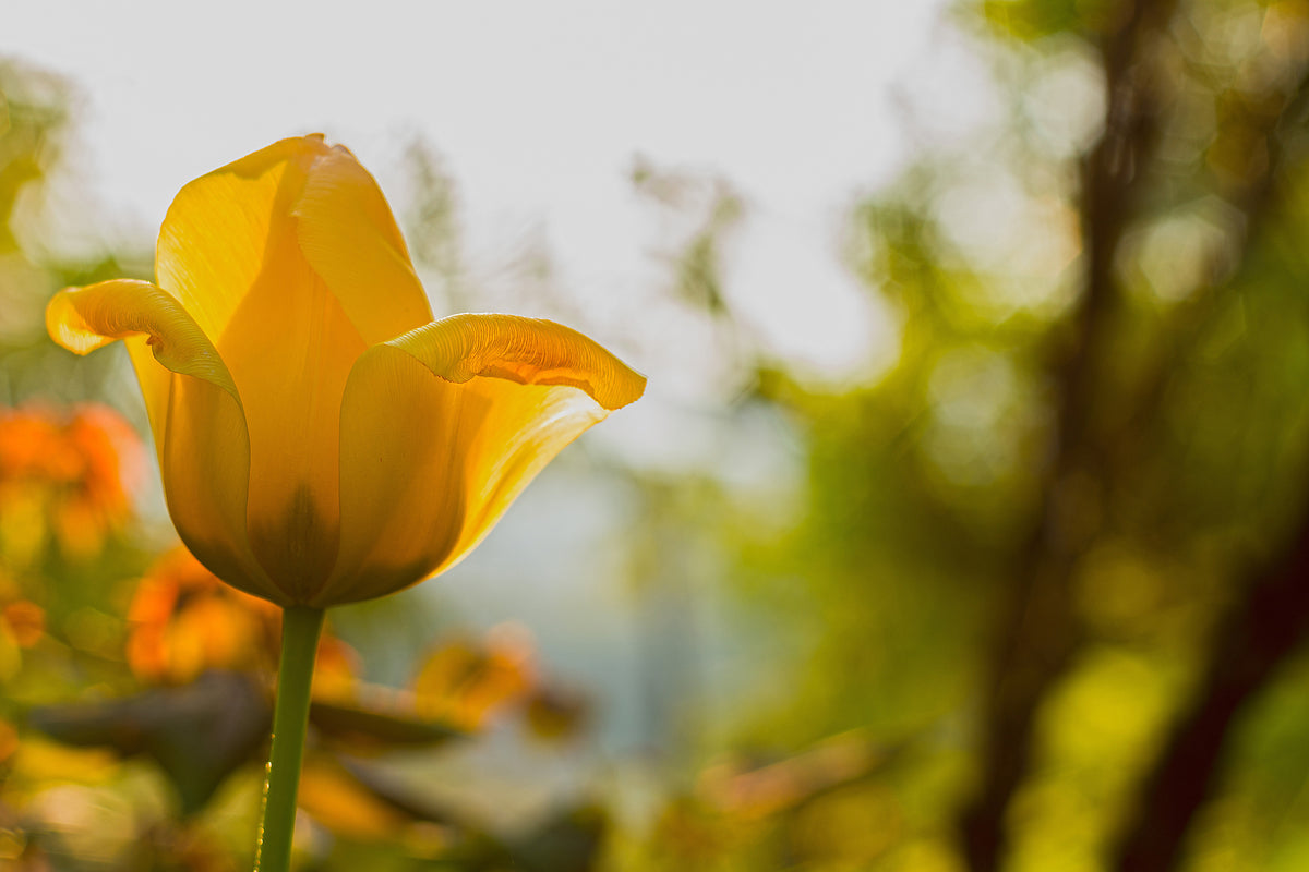 framedposter-print-yellow-tulip-in-the-nature