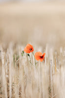 canvas-print-summer-poppies