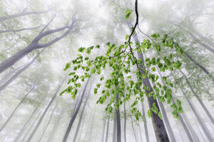 framedcanvas-print-whispers-of-the-forest