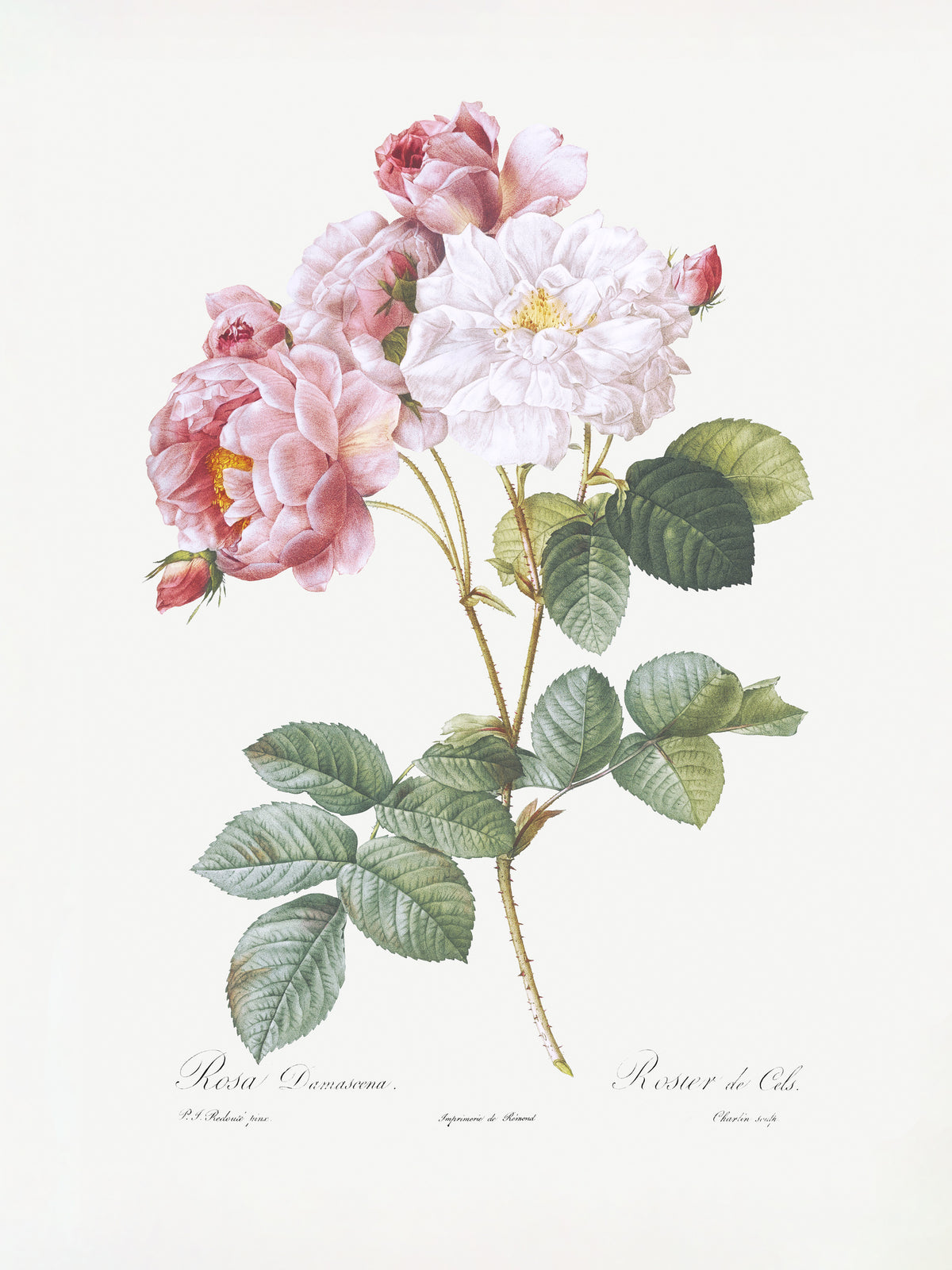 acrylic-print-rosebush-les-roses-1817-1824