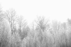 canvas-print-birches-in-the-snow