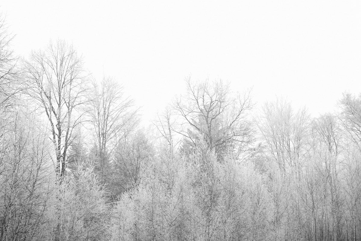 canvas-print-birches-in-the-snow