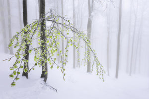 3-piece-canvas-print-the-last-return-of-winter
