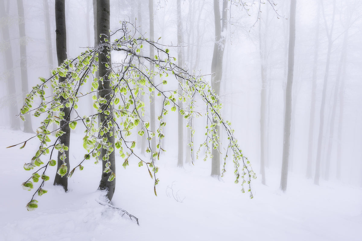 3-piece-canvas-print-the-last-return-of-winter